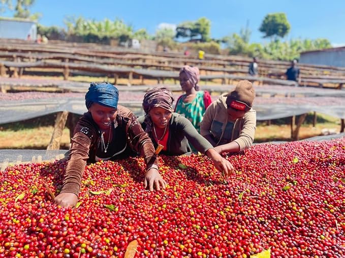 Nilotic Coffee House Medium Roast Ugandan Sipi Falls Coffee – Single-Origin, Whole Bean, Organic – Lemon, nougat, milk, chocolate – Ideal for Espresso & French Press – 12oz