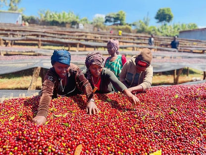 Nilotic Coffee House Medium Roast Ugandan Sipi Falls Coffee – Single-Origin, Whole Bean, Organic – Lemon, nougat, milk, chocolate – Ideal for Espresso & French Press – 12oz