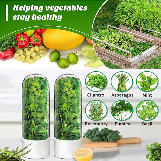 Cilantro Container for Fridge, Herb Keeper Herb Saver for Refrigerator | Vegetable Preservation Storage Container for Cilantro, Basil, Asparagus | Extends Freshness Up to 2-3 Weeks